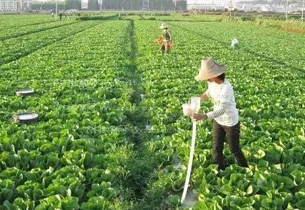 蔬菜作物重茬問題解析 哪些蔬菜不宜連作及應(yīng)對(duì)措施